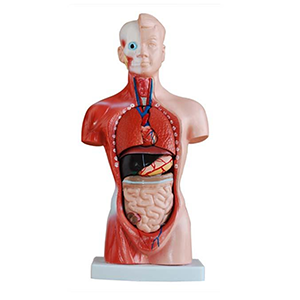 26CM Torso 15 Parts